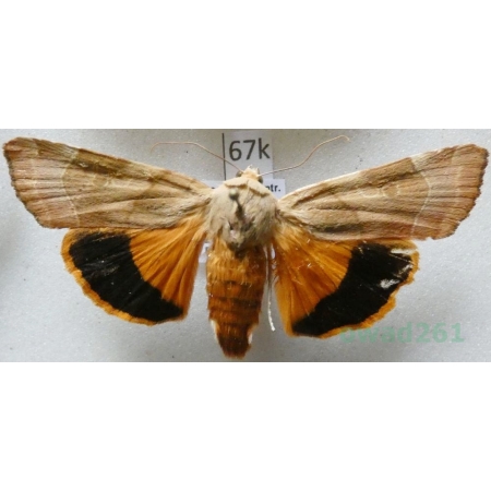 Noctua fimbriata (Schreber, 1759) Rolnica aksamitka Czech67k